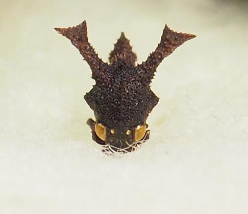 Notocera sp.